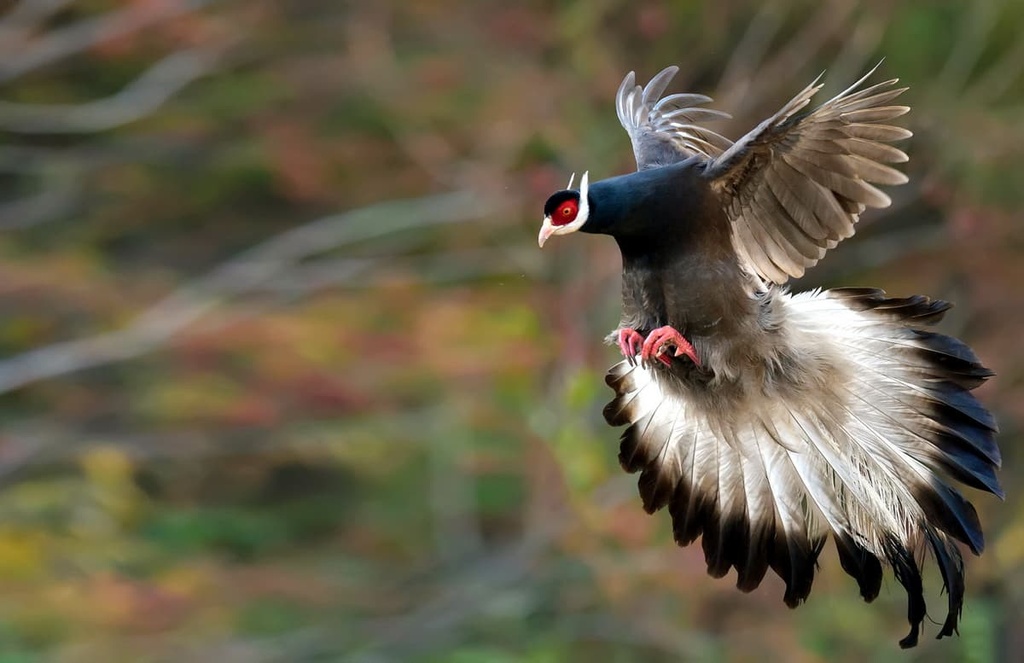 Brown-eared pheasants, China