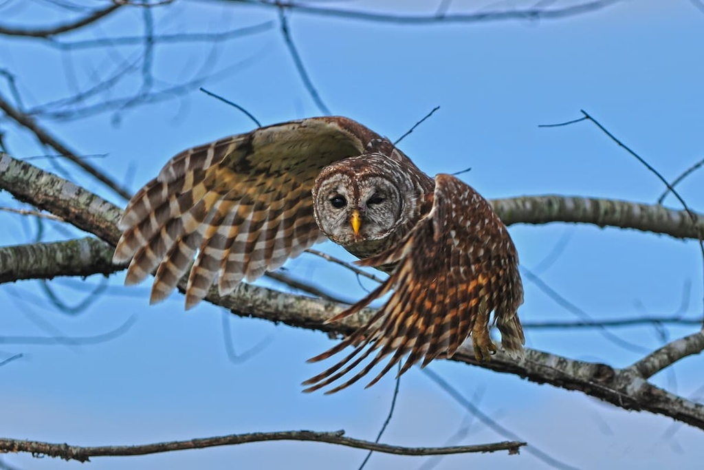 Shawnee National Forest, Illinois