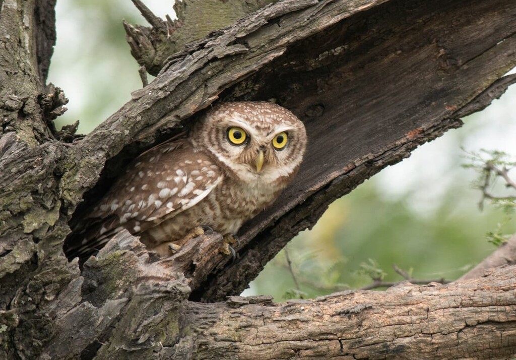 California spotted owl, Sheep Mountain Wilderness, California