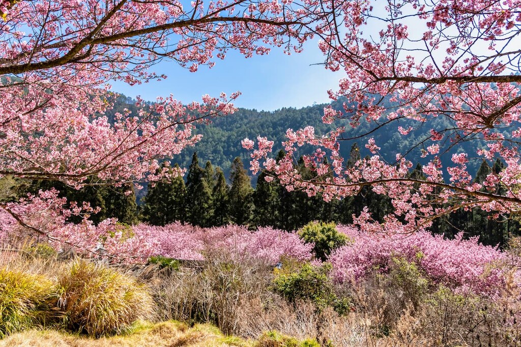 Cherry Blossoms. Shei-Pa National Park, Taiwan