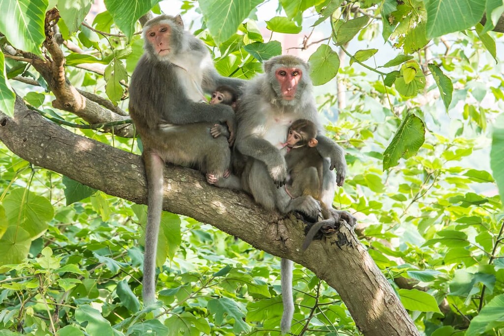 Formosan rock macaque, Shei-Pa National Park, Taiwan