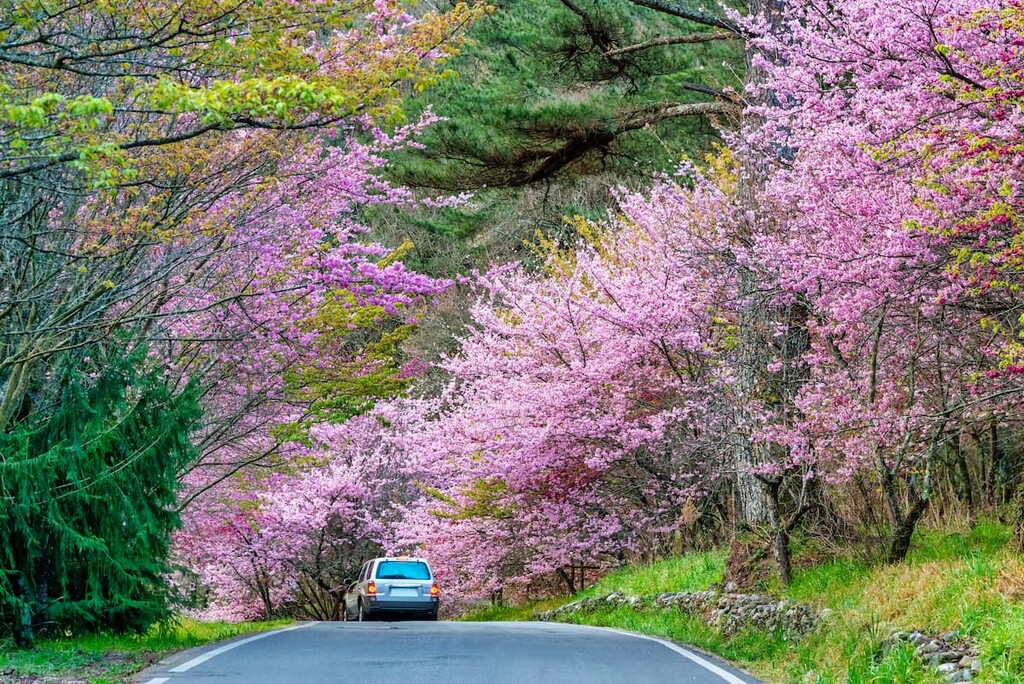 The Wuling Farm in spring is a very famous cherry blossom viewing spot. Taichung, Taiwan