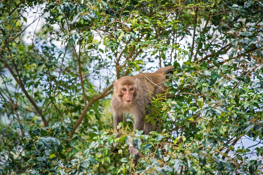 Shing Mun Country Park, China