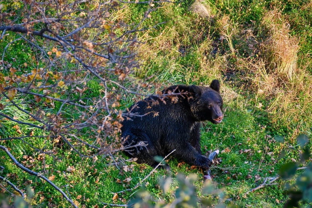 brown bear, Shiretoko National Park, Hokkaido, Japan