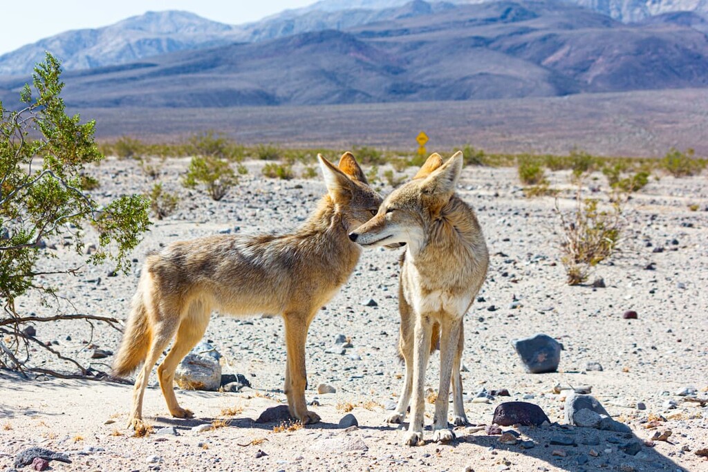 Wild Coyote's Shoshone Mountains, Nevada