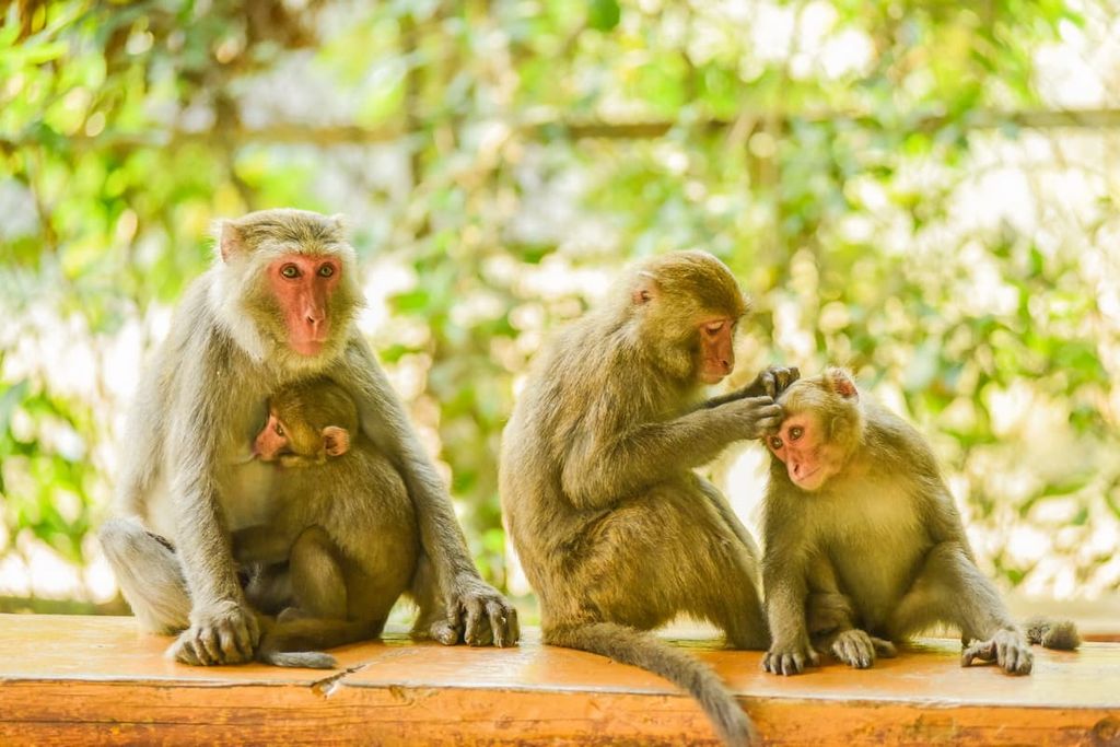 Formosan Macaque (Formosan Rock-Monkey) , Shoushan National Nature Park, Taiwan