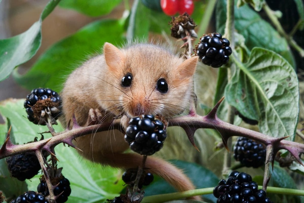 Common Dormouse, muscardinus avellanarius, Shropshire Hills Area of Outstanding, England
