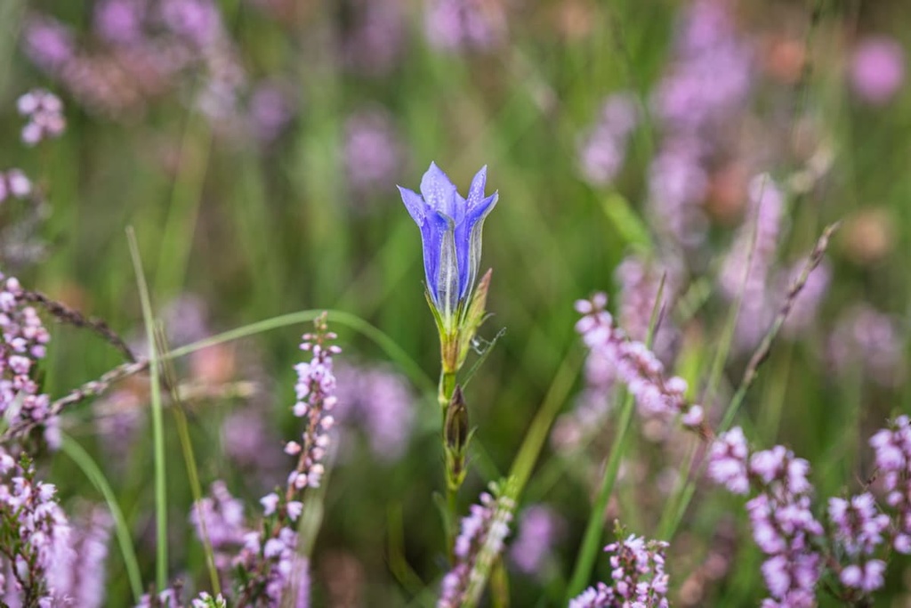 Marsh gentian, Shropshire Hills Area of Outstanding, England