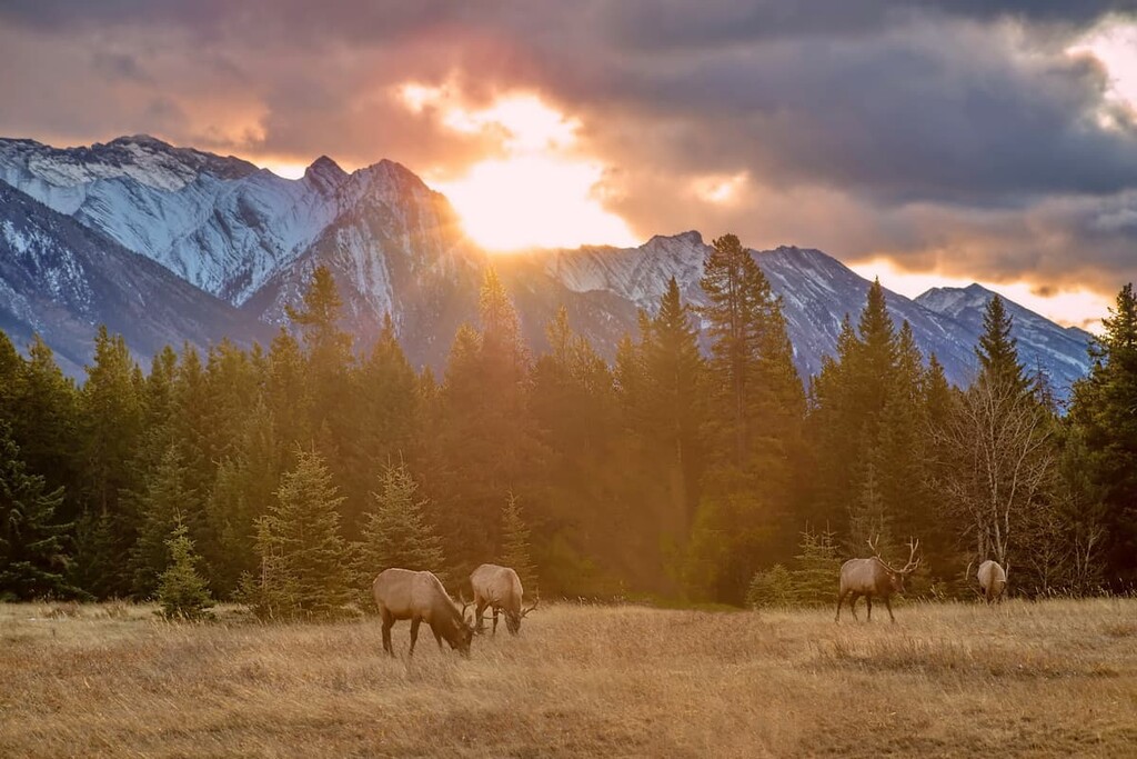Sibbald Snow Vehicle Public Land Use Zone