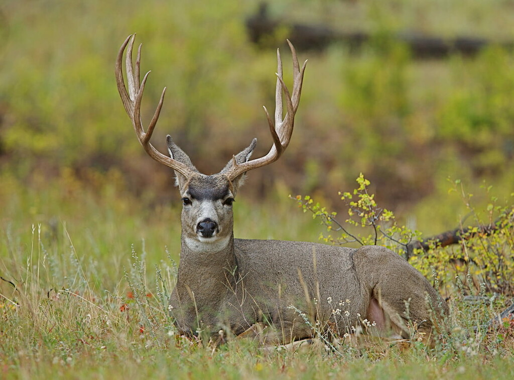 California mule deer, Sierra Nevada Mountains, California