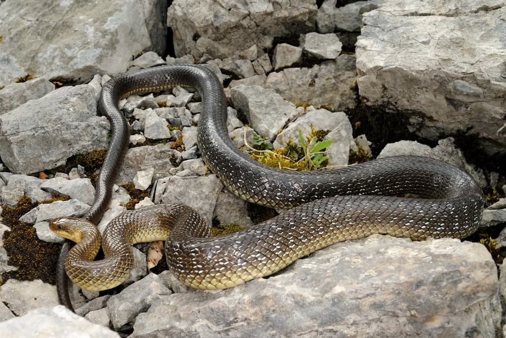 Sila National Park, Calabria, Italy