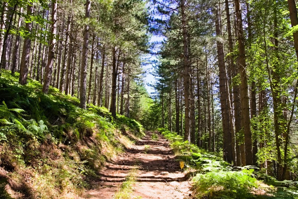 Sila National Park, Calabria, Italy