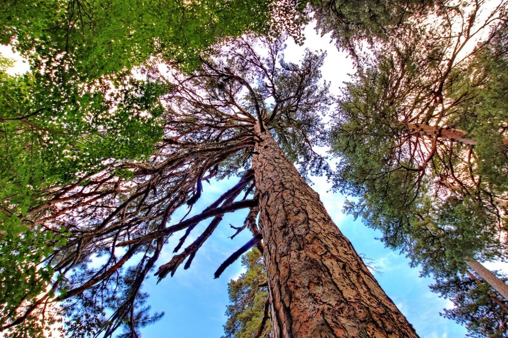 Sila National Park, Calabria, Italy