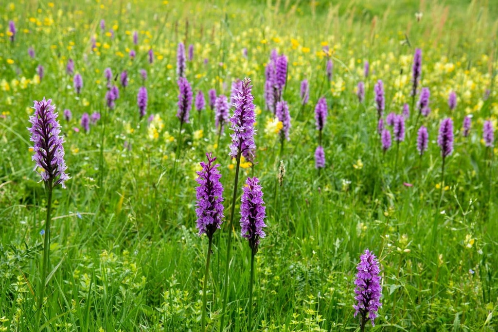 Sila National Park, Calabria, Italy
