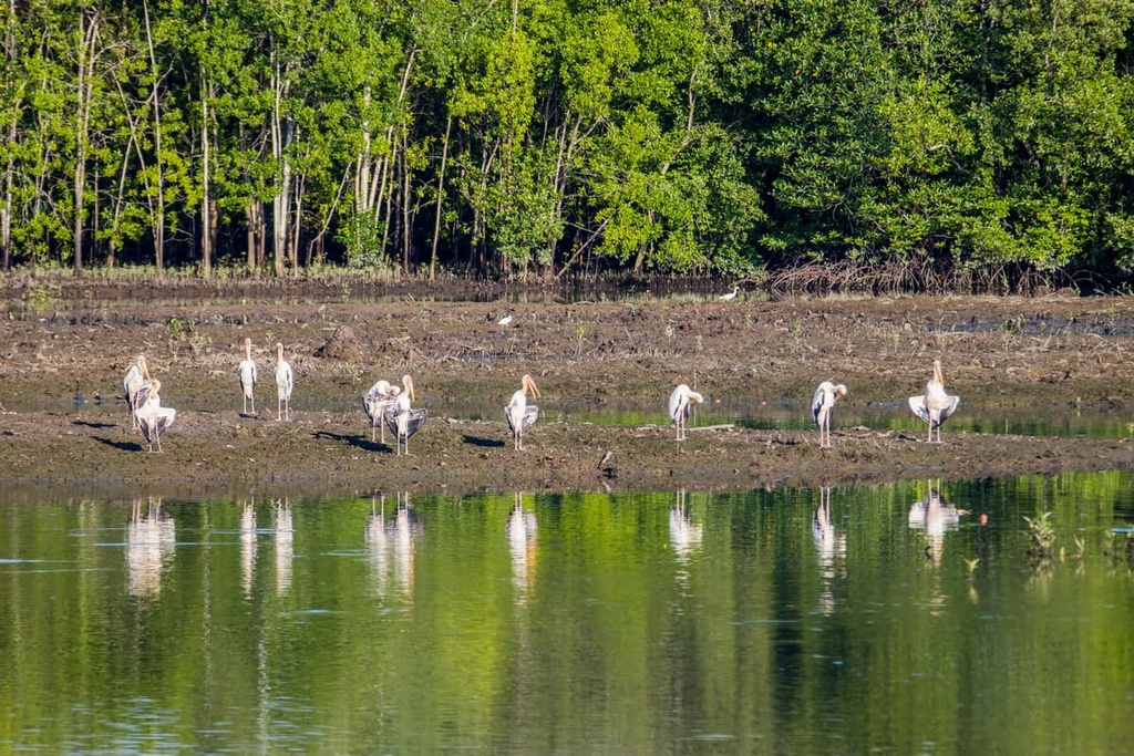 Sungei Buloh Wetland Reserve, Singapore