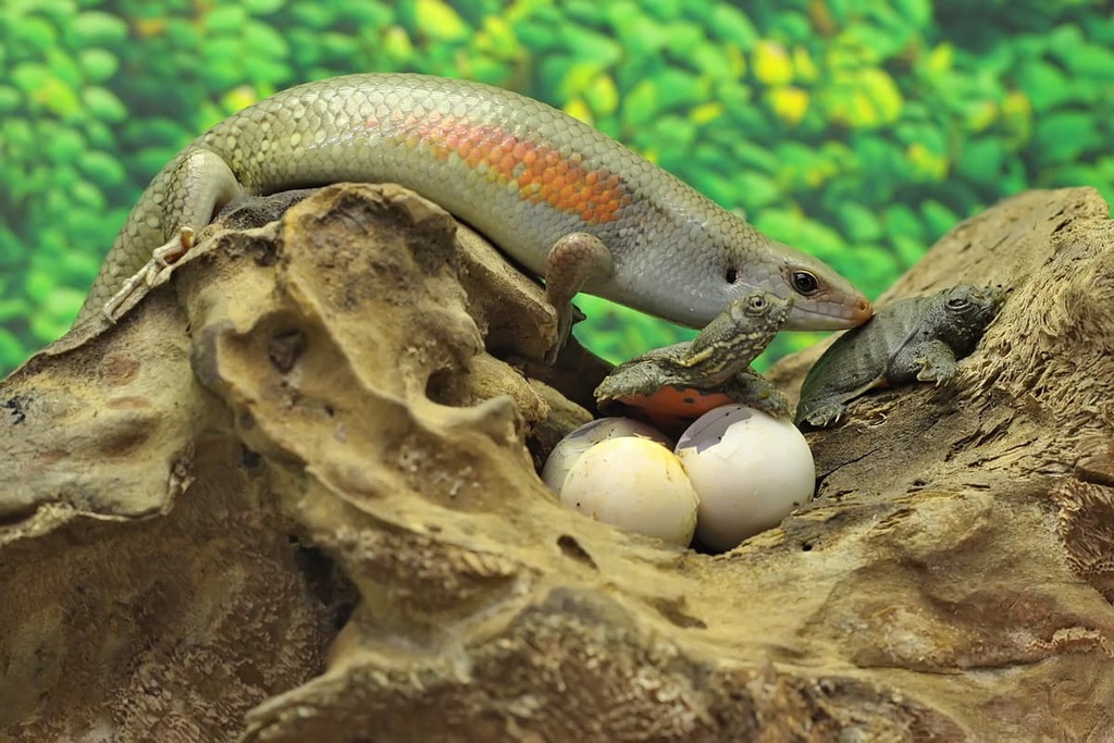 common sun skinks, Singapore