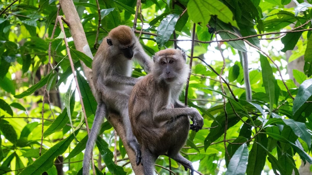 long-tailed macaque, Singapore