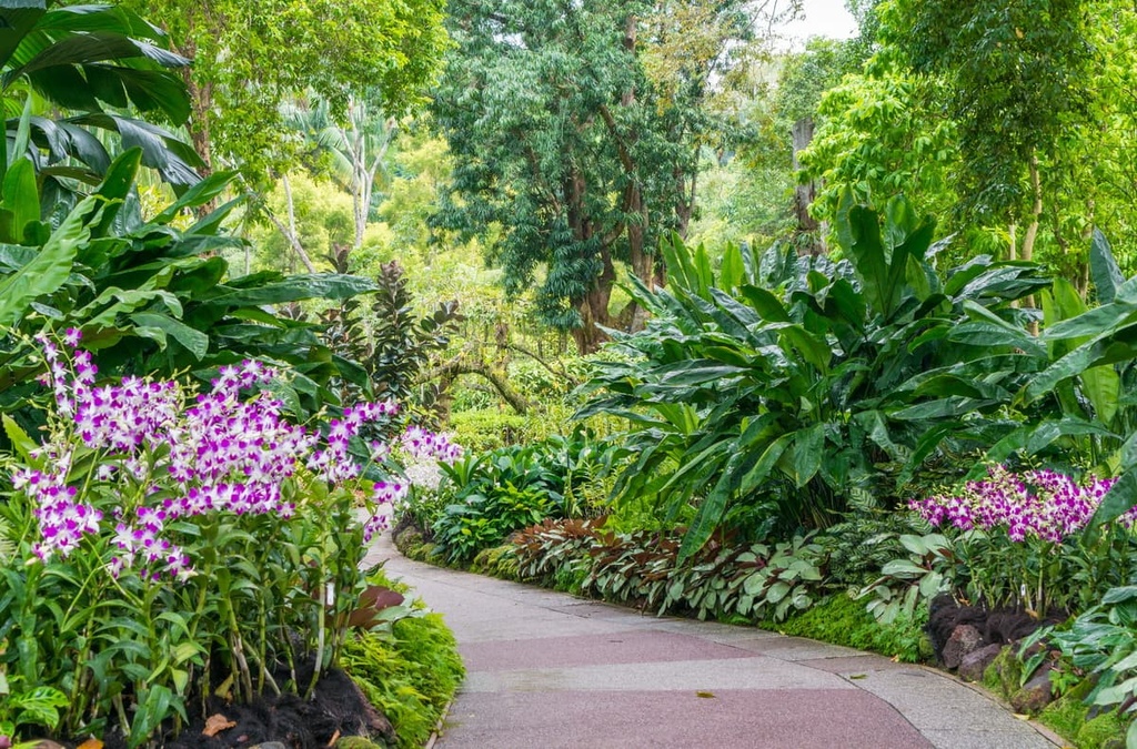 orchids, Singapore