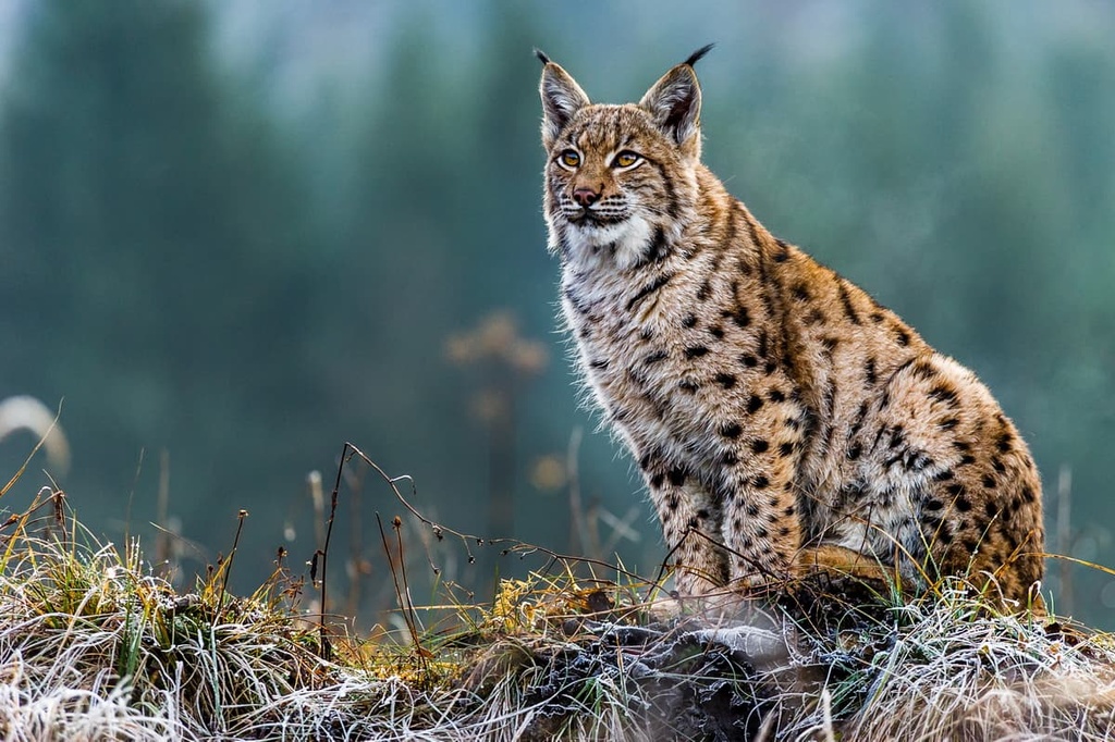Lynx, Mountain , Slovakia