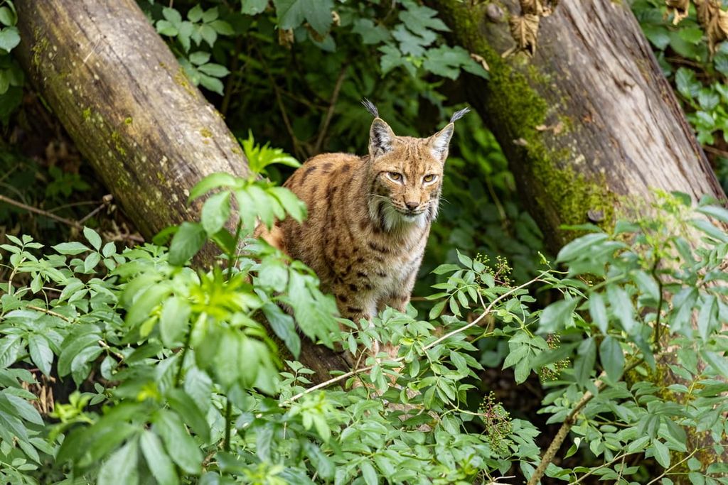 Forest Lynx Lynx , Slovenia