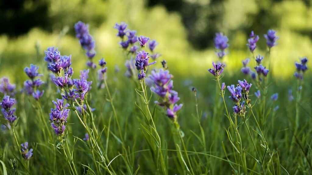 Purple flowers found on a walk in Ketchum, Smoky Mountains, Idaho