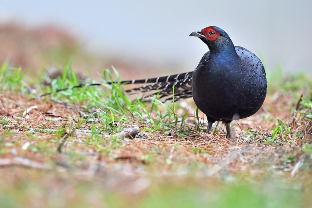 Snow Mountain and Dabajian Mountain Ecological Reserve, Taiwan