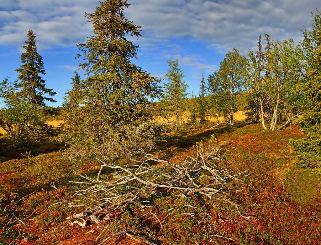 Sompio Strict Nature Reserve, Finland