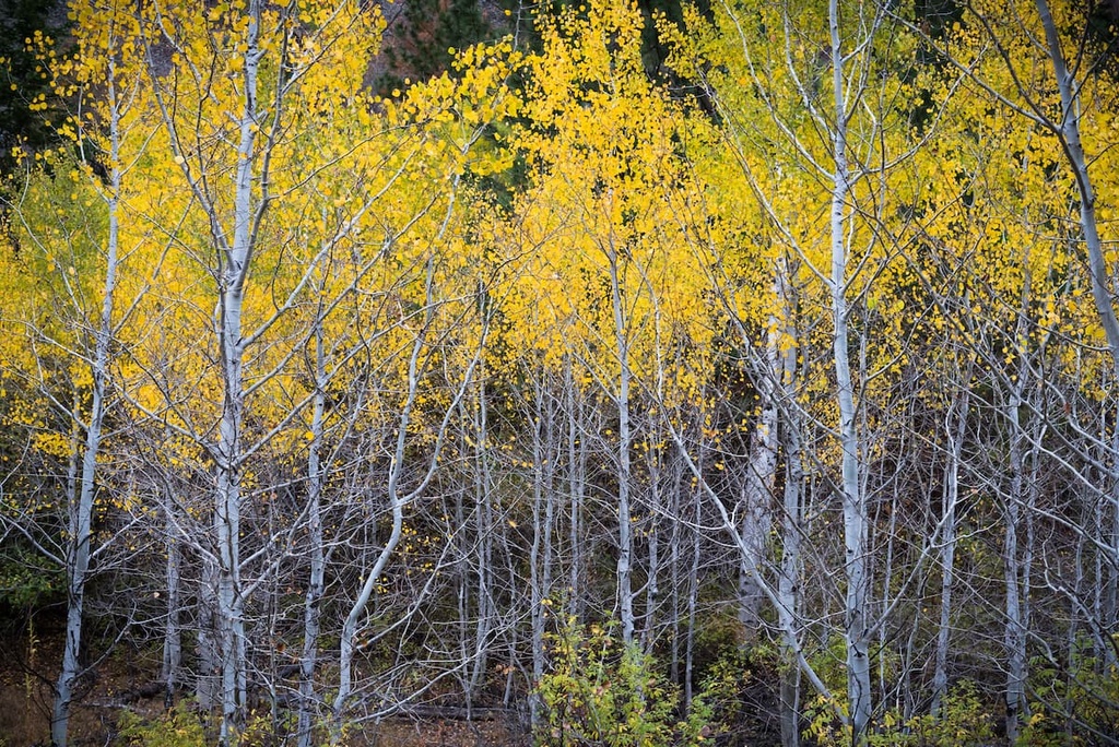 South Okanagan Grasslands Protected Area