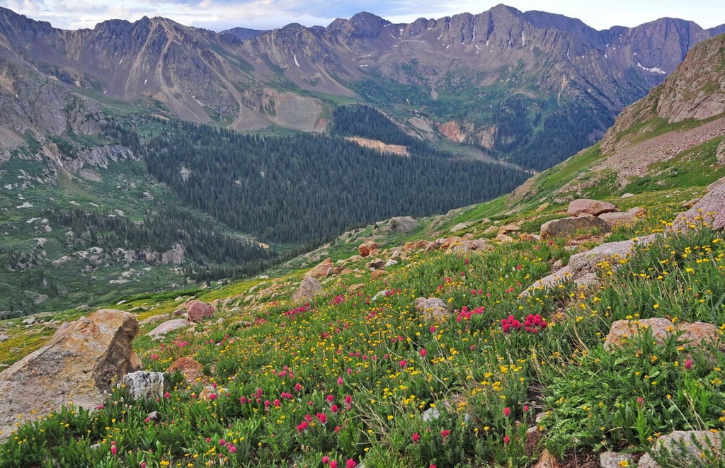 Wildflowers, South San Juan Wilderness Area, Colorado