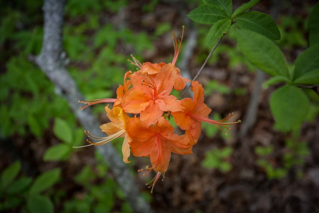Southern Nantahala Wilderness, North Carolina