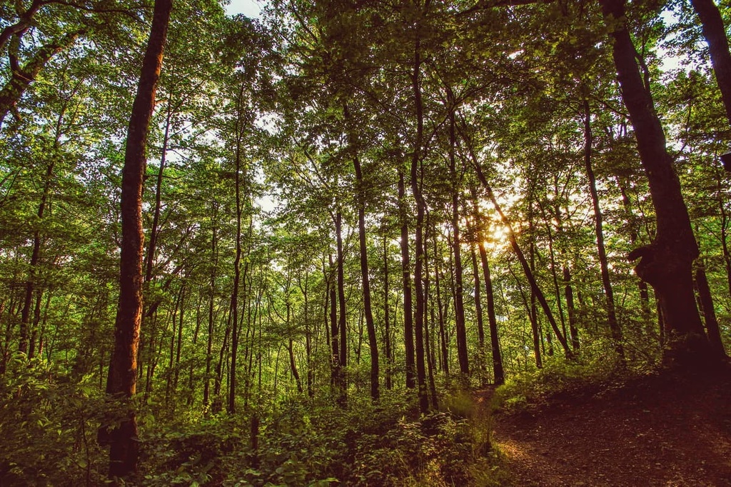 Southern Nantahala Wilderness, North Carolina
