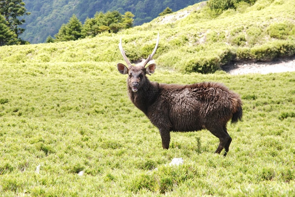 Taiwan sambar, Special Landscape Area, Taiwan