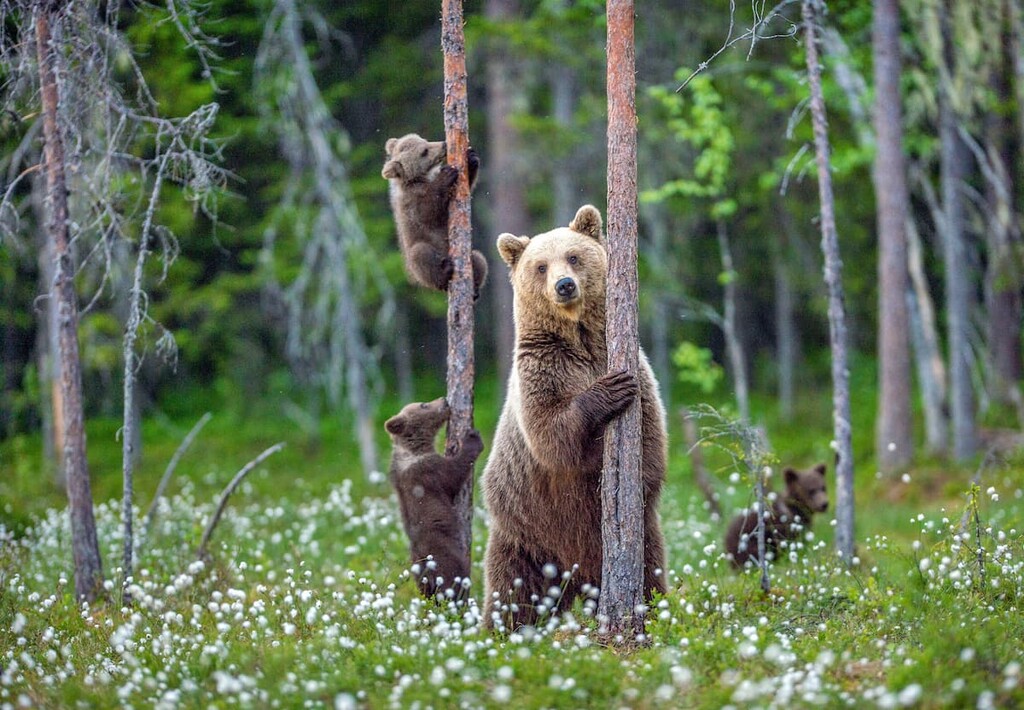 bears, Spray Mountains, British Columbia