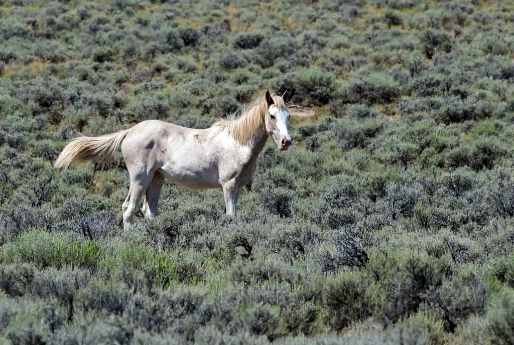 Stillwater Range, Nevada