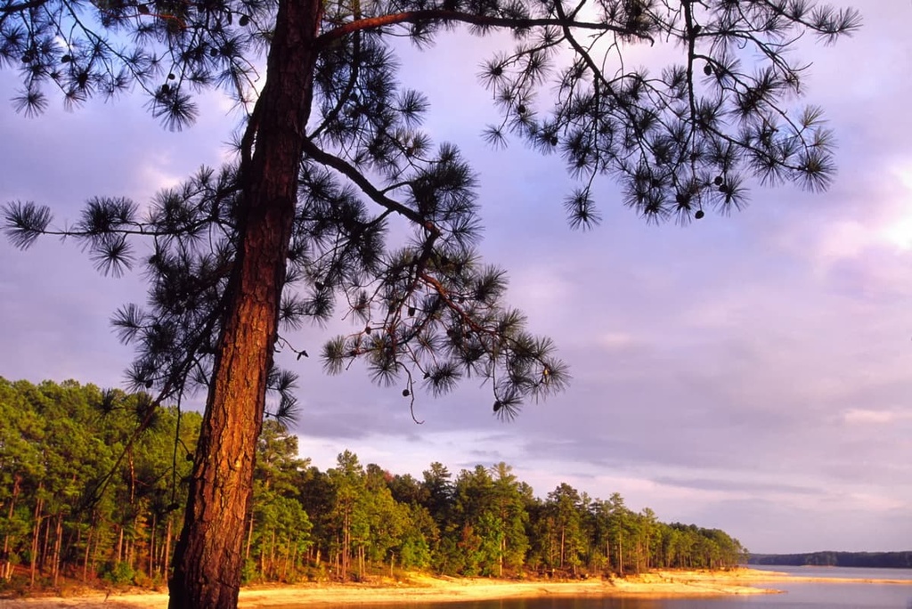 Sumter National Forest, South Carolina