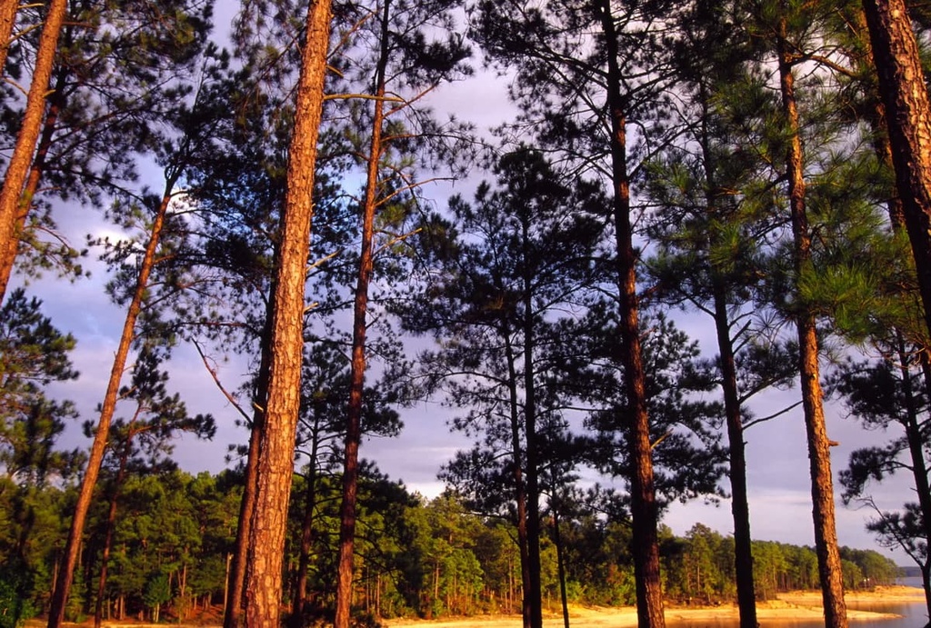 Sumter National Forest, South Carolina
