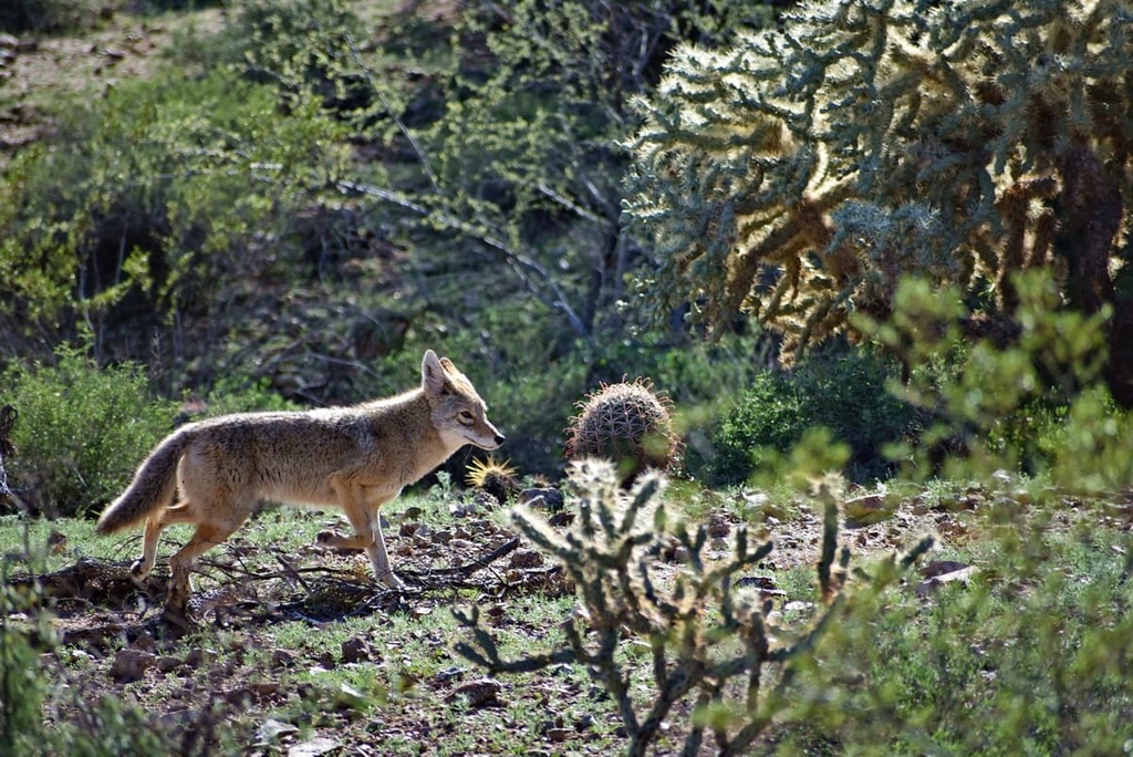Superstition Wilderness, Arizona