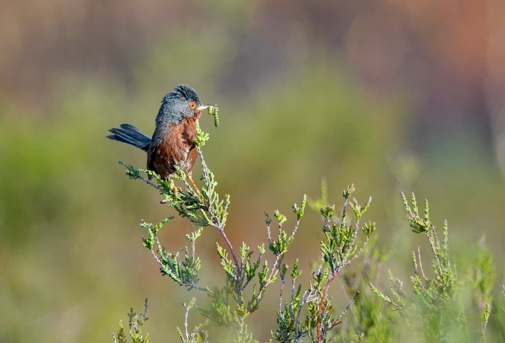 Surrey Hills Area, England