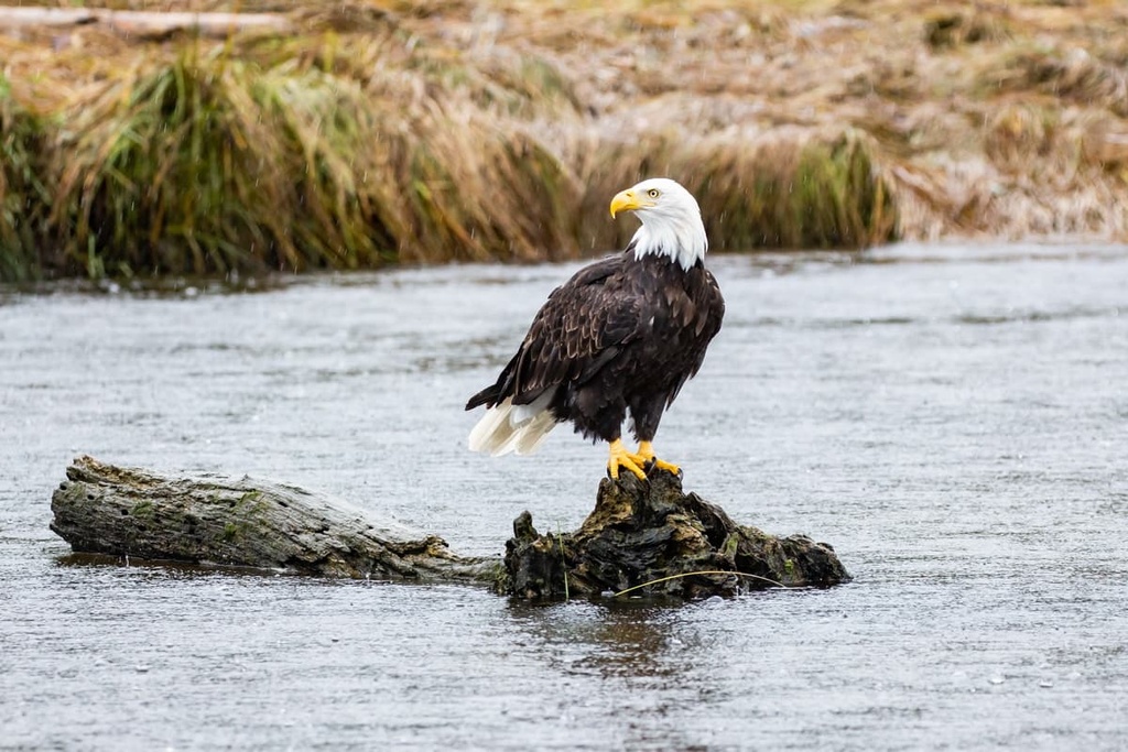 bald eagle, British Columbia