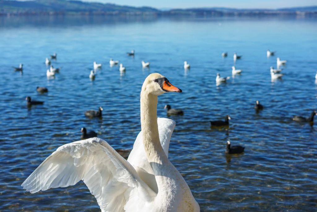Lake Sempach, Switzerland