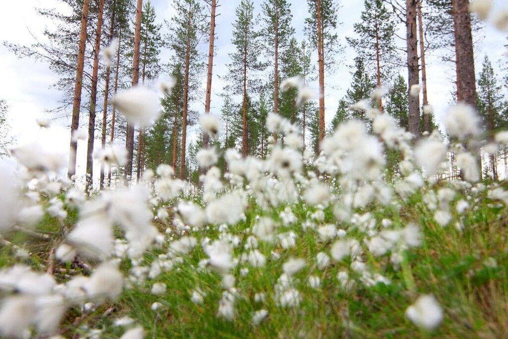 Cottongrass—beautiful white fluffy flowers, Syote National Park, Finland