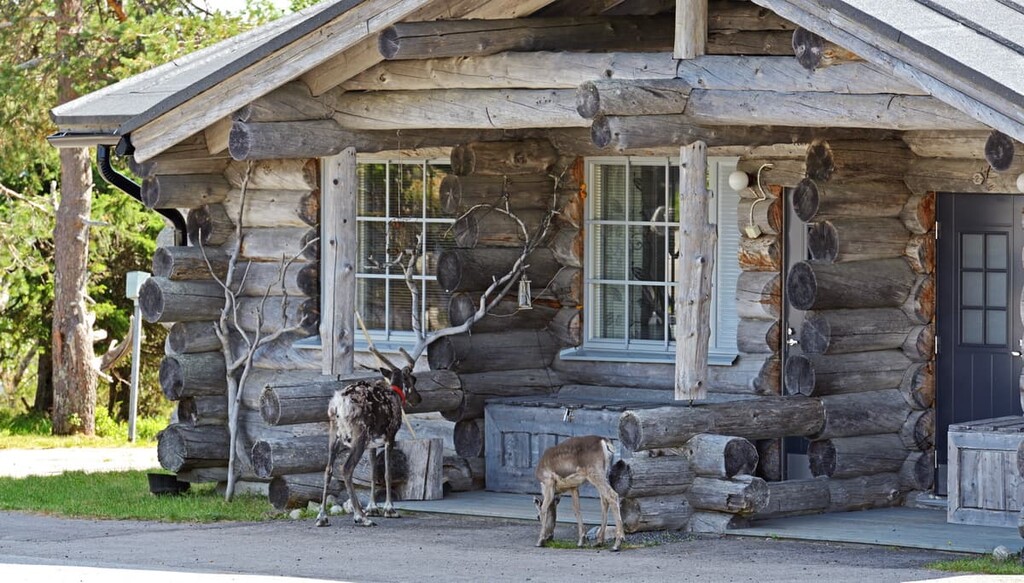 Reindeer, Syote National Park, Finland