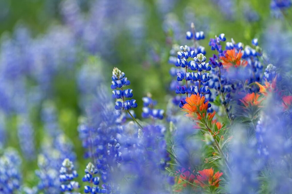 flowers, Tahoe National Forest, California