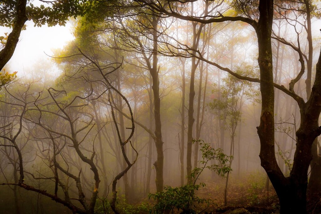 Forest Tai Mo Shan Country Park, Chinese
