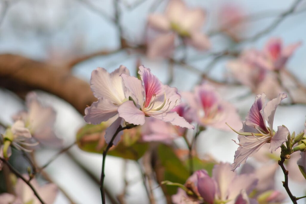 Blooming, Tai Tam Country Park, China