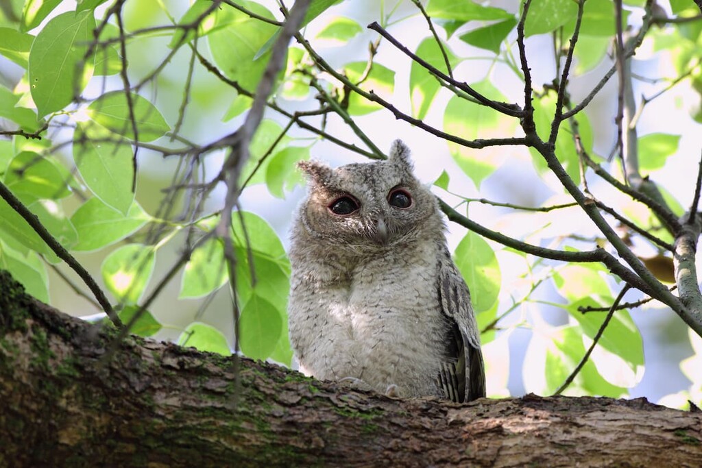 Collared scops Owl, Tai Tam Country Park, China