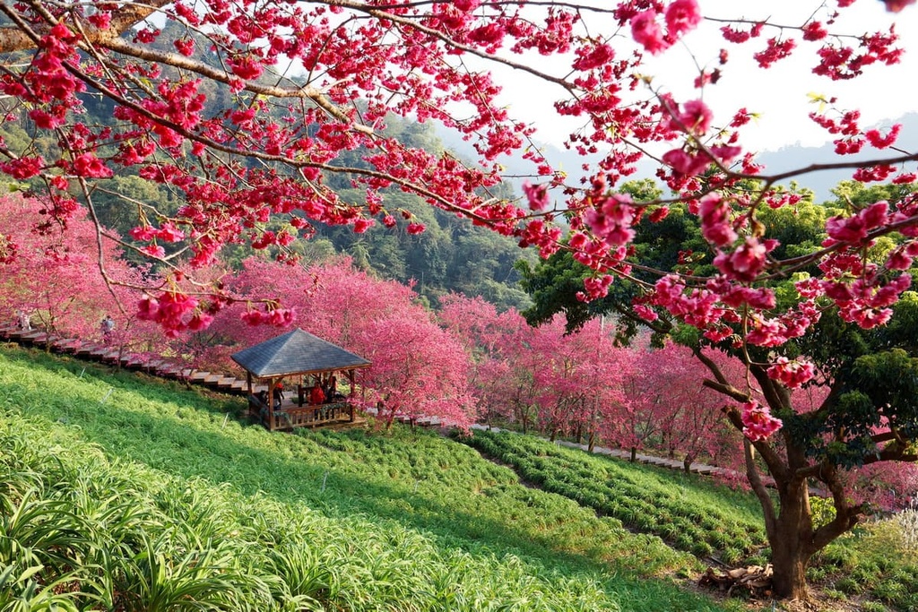 Xinshe District Taichung City, Taiwan