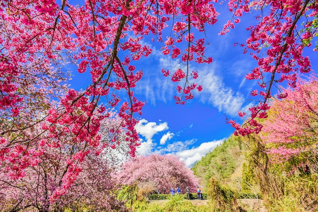 forest, Taichung City, Taiwan