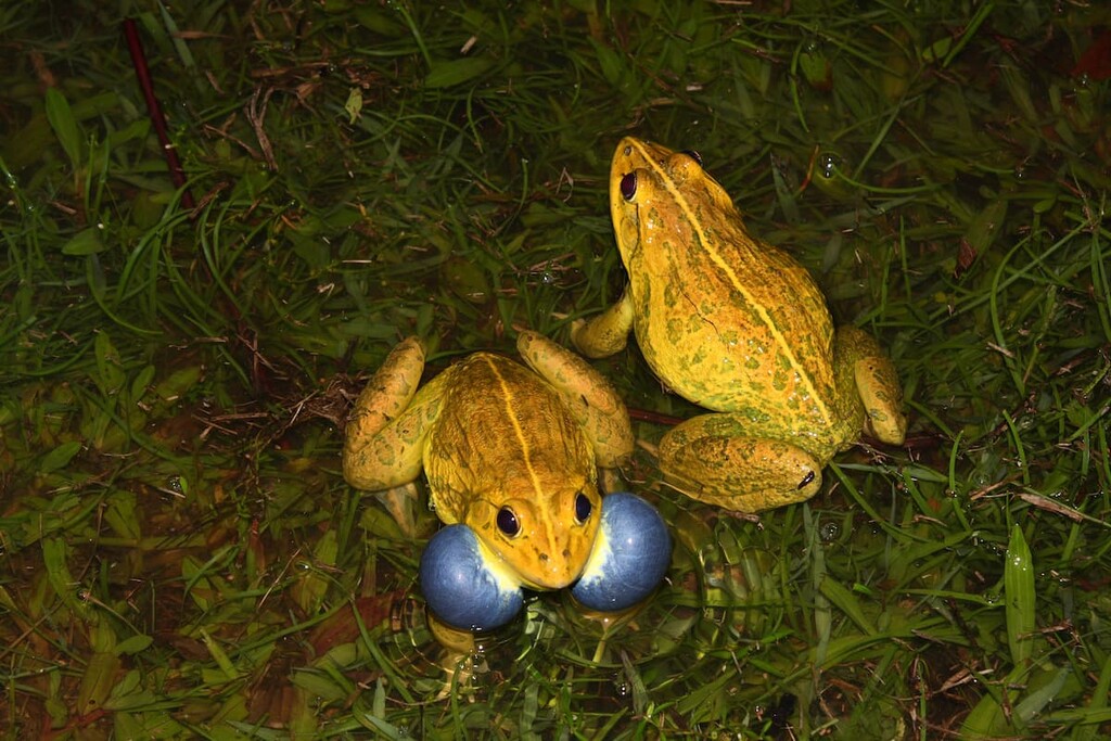 Indian bullfrog, Taijiang National Park, Taiwan