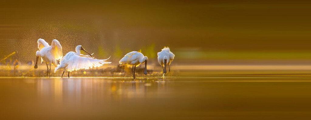 Black-faced spoonbill Reserve,  Taijiang National Park, Taiwan
